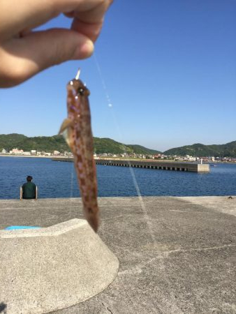 ガシラがぽつぽつ釣れました（サイズは15cmくらい）